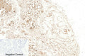 CD57 Polyclonal Antibody – Figure 1 of 1