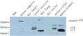 CD63 Polyclonal Antibody – Figure 1 of 1