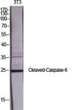 CD58 Polyclonal Antibody – Figure 1 of 1