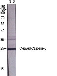 CD58 Polyclonal Antibody – Figure 1 of 1