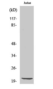 CD6 Polyclonal Antibody – Figure 1 of 1