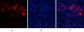 CD55 Polyclonal Antibody – Figure 1 of 1