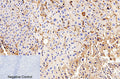 CD56 Polyclonal Antibody – Figure 1 of 1