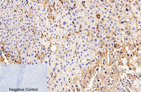 CD56 Polyclonal Antibody – Figure 1 of 1