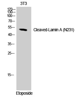 CD55 Polyclonal Antibody – Figure 1 of 1