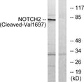 CD57 Polyclonal Antibody – Figure 1 of 1