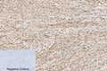 CD59 Polyclonal Antibody – Figure 1 of 1