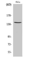CD63 Polyclonal Antibody – Figure 1 of 1