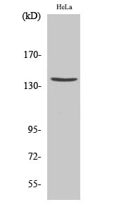 CD63 Polyclonal Antibody – Figure 1 of 1