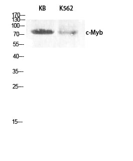 CD55 Polyclonal Antibody – Figure 1 of 1