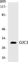 CD63 Polyclonal Antibody – Figure 1 of 1