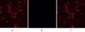 CD55 Polyclonal Antibody – Figure 1 of 1