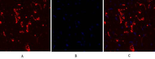 CD55 Polyclonal Antibody – Figure 1 of 1