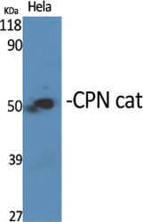 CD56 Polyclonal Antibody – Figure 1 of 1