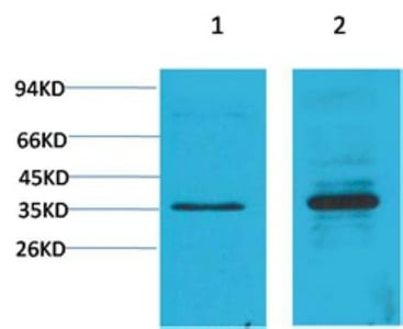 CD58 Polyclonal Antibody – Figure 1 of 1