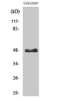 CD55 Polyclonal Antibody – Figure 1 of 1