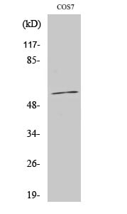 CD57 Polyclonal Antibody – Figure 1 of 1