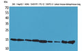 CD6 Polyclonal Antibody – Figure 1 of 1