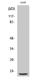CD55 Polyclonal Antibody – Figure 1 of 1