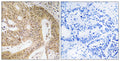 CD55 Polyclonal Antibody – Figure 1 of 1