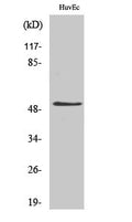 CD57 Polyclonal Antibody – Figure 1 of 1