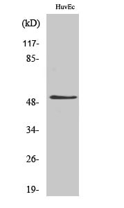 CD57 Polyclonal Antibody – Figure 1 of 1