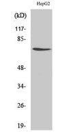 DDX3 Polyclonal Antibody – Figure 1 of 1
