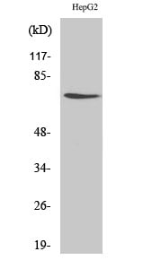 DDX3 Polyclonal Antibody – Figure 1 of 1