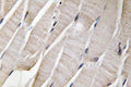 Defensin  Alpha3 Polyclonal Antibody – Figure 1 of 1