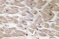 Defensin  Alpha4 Polyclonal Antibody – Figure 1 of 1
