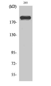 Dio-1 Polyclonal Antibody – Figure 1 of 1
