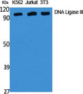 DNA Ligase III Polyclonal Antibody – Figure 1 of 1