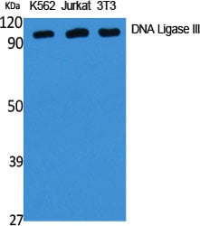 DNA Ligase III Polyclonal Antibody – Figure 1 of 1