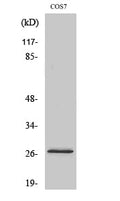 DUSP19 Polyclonal Antibody – Figure 1 of 1