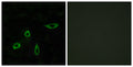 EDG-4 Polyclonal Antibody – Figure 1 of 1