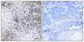 EFP Polyclonal Antibody – Figure 1 of 1