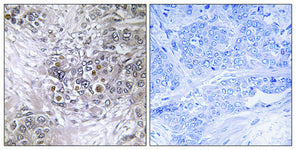 EFP Polyclonal Antibody – Figure 1 of 1