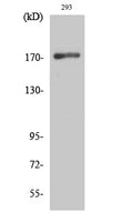 EGFR Polyclonal Antibody – Figure 1 of 1