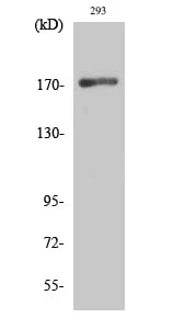 EGFR Polyclonal Antibody – Figure 1 of 1