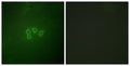 eIF4B Polyclonal Antibody – Figure 1 of 1