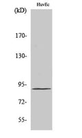 Elongin A1 Polyclonal Antibody – Figure 1 of 1