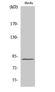 Elongin A1 Polyclonal Antibody – Figure 1 of 1
