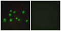 Elongin A2/3 Polyclonal Antibody – Figure 1 of 1