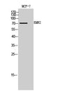 EMR2 Polyclonal Antibody – Figure 1 of 1