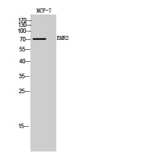 EMR2 Polyclonal Antibody – Figure 1 of 1