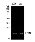 Epigen Polyclonal Antibody – Figure 1 of 1