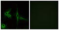 ETL Polyclonal Antibody – Figure 1 of 1