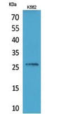 FGF-16 Polyclonal Antibody – Figure 1 of 1