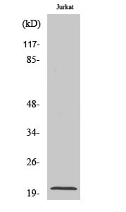 FGF-22 Polyclonal Antibody – Figure 1 of 1
