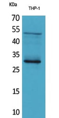FGF-23 Polyclonal Antibody – Figure 1 of 1